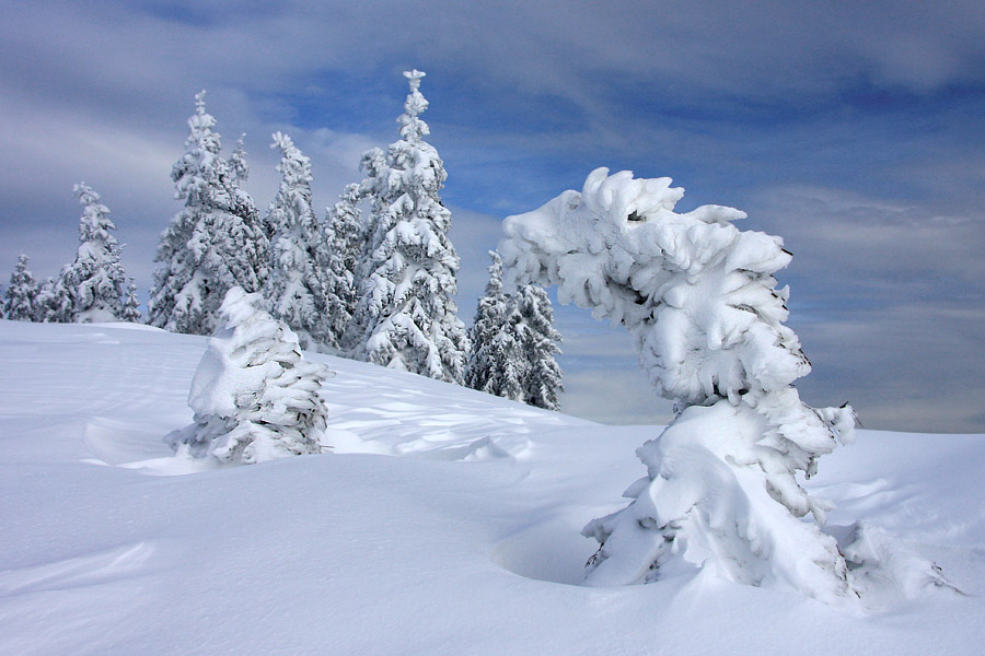 Ujetnik II
V sneg ujeto drevo na Kobli.
Ključne besede: kobla