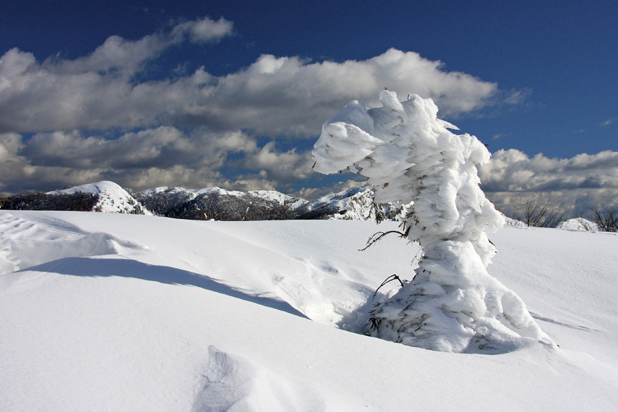 Ujetnik I
V sneg ujeto drevo na Kobli. Zadaj so vrhovi nad Soriško planino.
Ključne besede: kobla