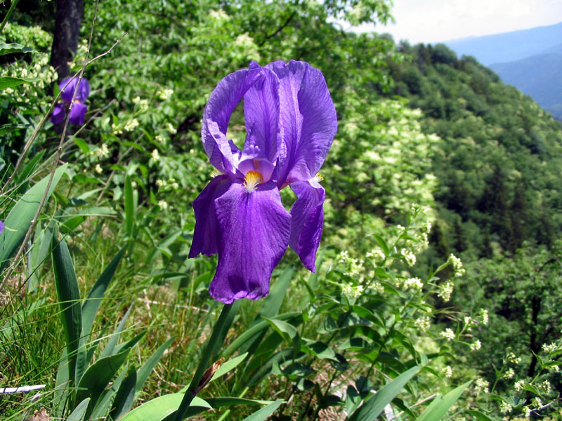 Bohinjska perunika
Bohinjska perunika (Iris cengialti f. vochinensis). Raste na prepadnih pobočjih Komarče, Pršivca in Rudnice. Ljudje so jo naselili tudi na vrtove.
Ključne besede: bohinjska perunika iris cengialti vochinensis