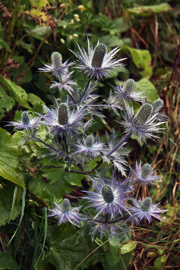 Cvetovi možine
Alpska možina je šele sedaj dobila tiste prave modro sive barve. Cvetja v okolici Črne prsti je vse manj, sezona gre h koncu. Verjetno zadnja slika cvetja na galeriji letos. Na Liscu.
Ključne besede: alpska možina eryngium alpinum