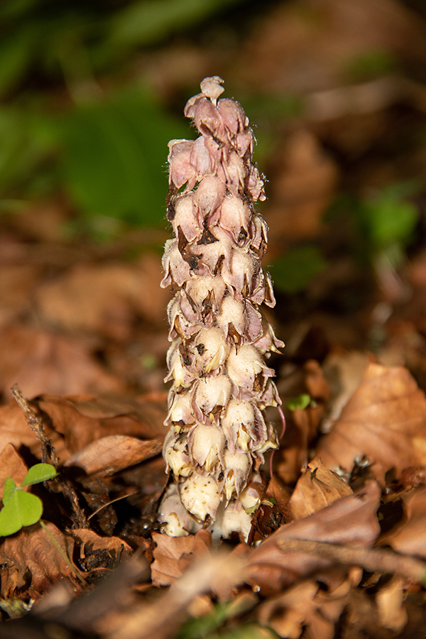 Smrekov lusnec
Zajedalska rastlina ki zajeda smreke.
Ključne besede: smrekov lusnec lathraea squamaria subsp. tatrica