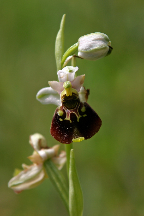 Čmrljeliko mačje uho I
Na travnikih je moč najti rože, ki z obliko cveta spominja na nakatere kožokrilce (muhe, ose, čebele, čmrlje), jih s tem privablja in poskrbi za oprašitev. Na fotografiji je čmrjeliko mačje uho (Ophrys holosericea), ker cvet spominja na čmrlja. Ta vrsta je pri nas tudi najpogostejša. Neverjetno sožitje med rastlinami in živalmi. Bohinj.
Ključne besede: čmrljeliko mačje uho ophrys holosericea