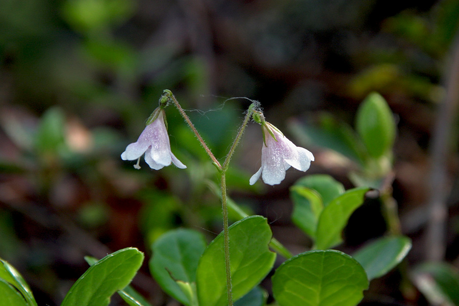 Severna linejevka
Severna linejevka (Linnaea borealis). Drobni cvetovi so kar težavni za fotografiranje. 
Ključne besede: severna linejevka linnaea borealis	