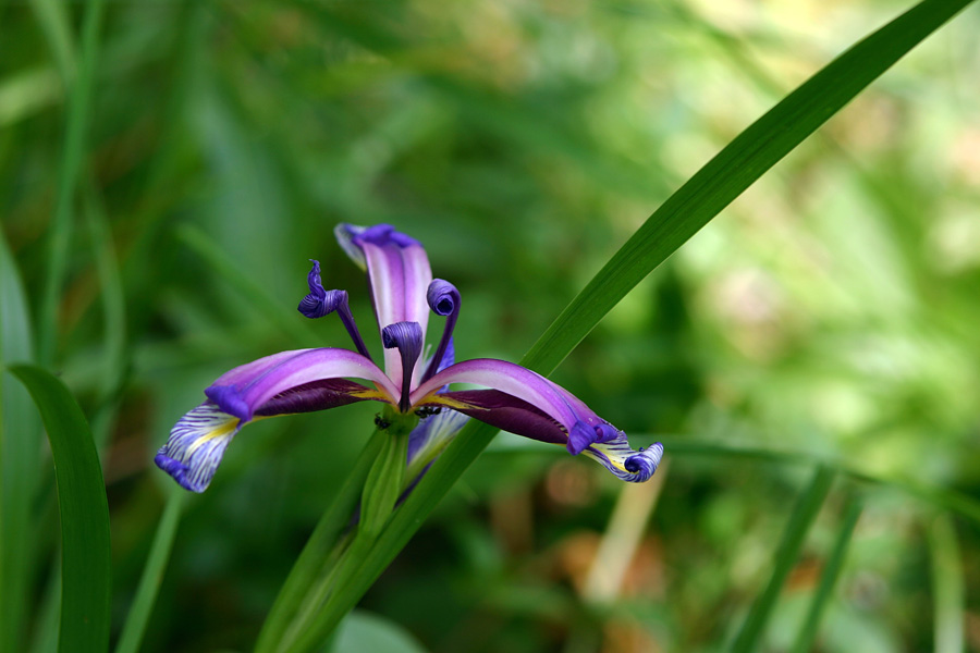 Travnolistna perunika II
Travnolistna perunika (Iris graminea).Cveti v izjemnih barvah. Nekaj jih raste tik ob Bohinjski Bistrici.
Ključne besede: travnolistna perunika iris graminea