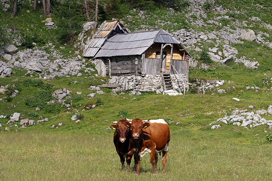 Ferdo in Pisana
Bikec Ferdo in kravica Pisana. Pred gorsko kapelico na Velem polju.
Ključne besede: velo polje