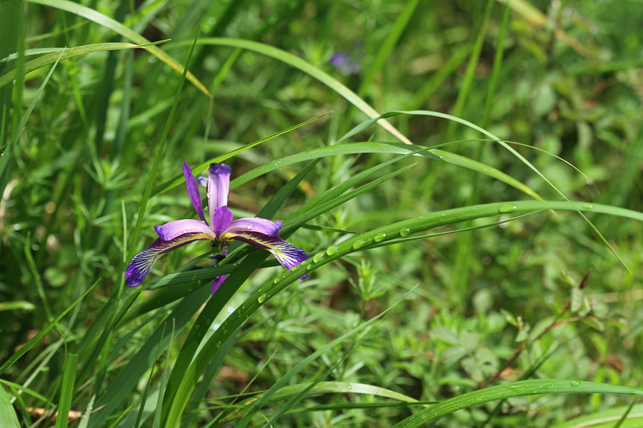 Travnolistna perunika
Travnolistna perunika.
Ključne besede: travnolistna perunika iris graminea