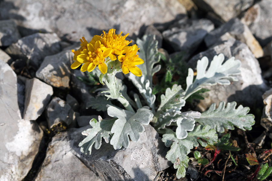 Kranjski grint II.
Kranjski grint je ena najredkejših rož pri nas. Raste v Karavankah in sicer na meji z Avstrijo. Na prepadnih in nedostopnih delih, ki se spuščajo na Avstrijsko stran raste nekaj več rastlin. Na Slovenski strani pa bi cvetove kranjskega grinta lahko prešteli na prste obeh rok. Letos se je poznal vpliv s snegom revne zime in je cvetel zelo zgodaj. Lepo, da kljub temu, da je pri nas tako redek nosi naše, kranjsko ime.
Ključne besede: kranjski grint senecio carniolicus
