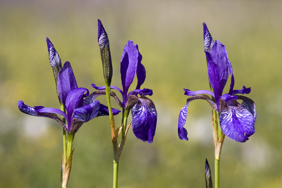 Kojniška perunika
Kojniška perunika v Ukancu.
Ključne besede: kojniška perunika iris sibirica subsp. erirrhiza