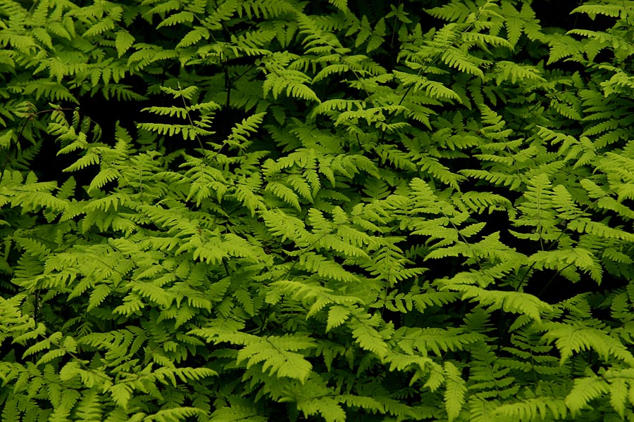 Praprot
Tudi navaden praprot (Gymnocarpium sp.) pritegne pozornost s svojo neverjetno lepo zeleno barvo. Gozdovi Pokljuke.
Ključne besede: praprot