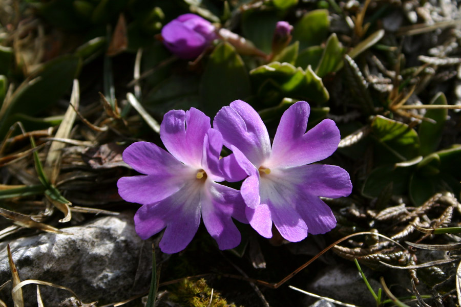 Wulfenov jeglič (Primula wulfeniana)
Wulfenov jeglič (Primula wulfeniana). Planina Poljana.
Ključne besede: wulfenov jeglič primula wulfeniana