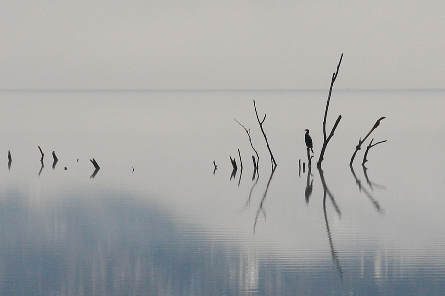 Jezersko tihožitje s kormoranom
Kormoran na sliki je premajhen (je bil predaleč), da bi ga uvrstil v galerijo živali. Lepo pa dopolnjuje štrleče veje iz vode. V Ukancu.
Ključne besede: bohinj bohinjsko jezero kormoran