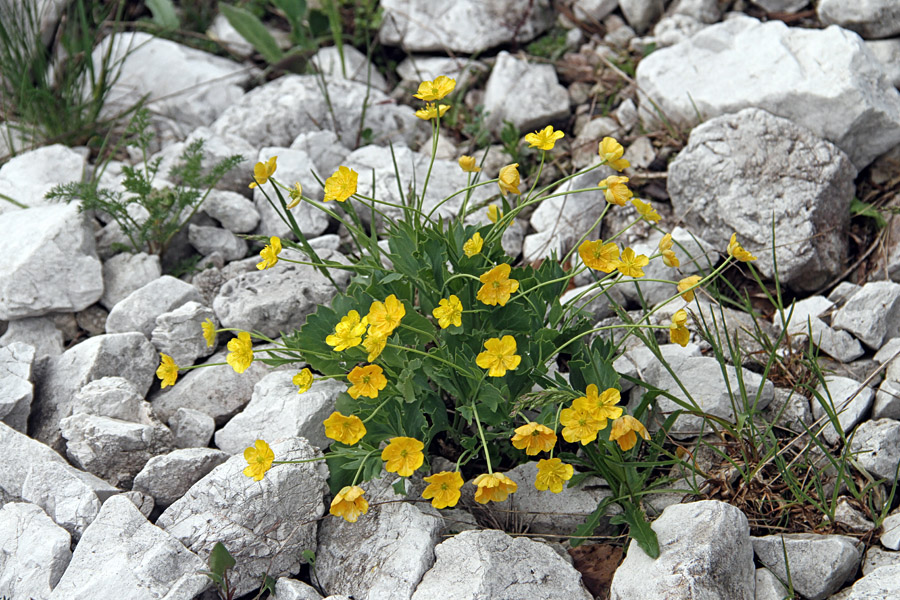 Izrodna zlatica
Izrodna zlatica na planini Poljana.
Ključne besede: izrodna zlatica ranunculus hybridus