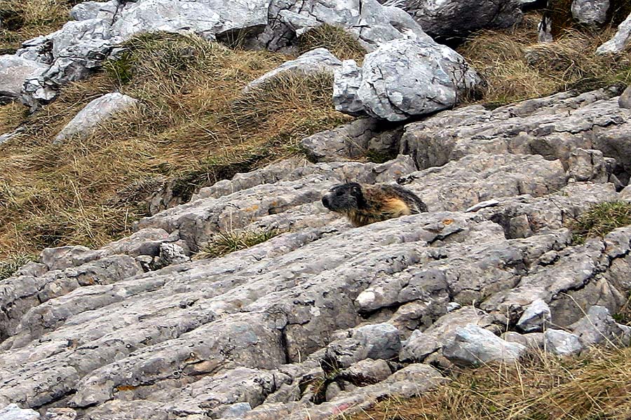 Svizec
Svizec v dolini Triglavskih jezer.
Ključne besede: svizec marmota caligata