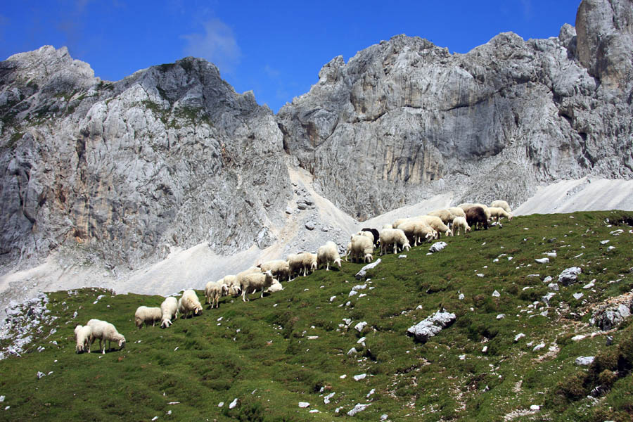 Gorska paša
Ovce na Šplevti.
Ključne besede: ovce šplevta