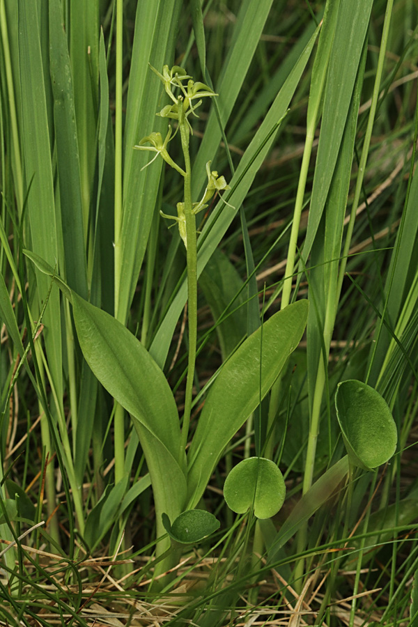 Loeslova grezovka
Na že četrtem rastišču v Bohinju.
Ključne besede: loeslova grezovka liparis loeselii