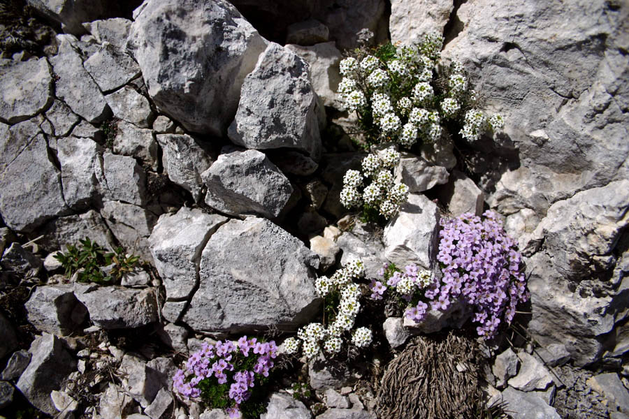 Okroglolistni mošnjak in alpska krešica
Belocvetoča je alpska krešica (Pritzelago alpina),okroglolistni mošnjak (Thlaspi rotundifolium) pa svetlovijolični. Čelo nad Travnikovo dolino.
Ključne besede: okroglolistni mošnjak thlaspi rotundifolium alpska krešica pritzelago alpina