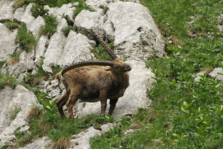 Praskanje
Z dovolj dolgiimi rogovi, se pač lahko popraska po riti :))
Ključne besede: kozorog capra ibex