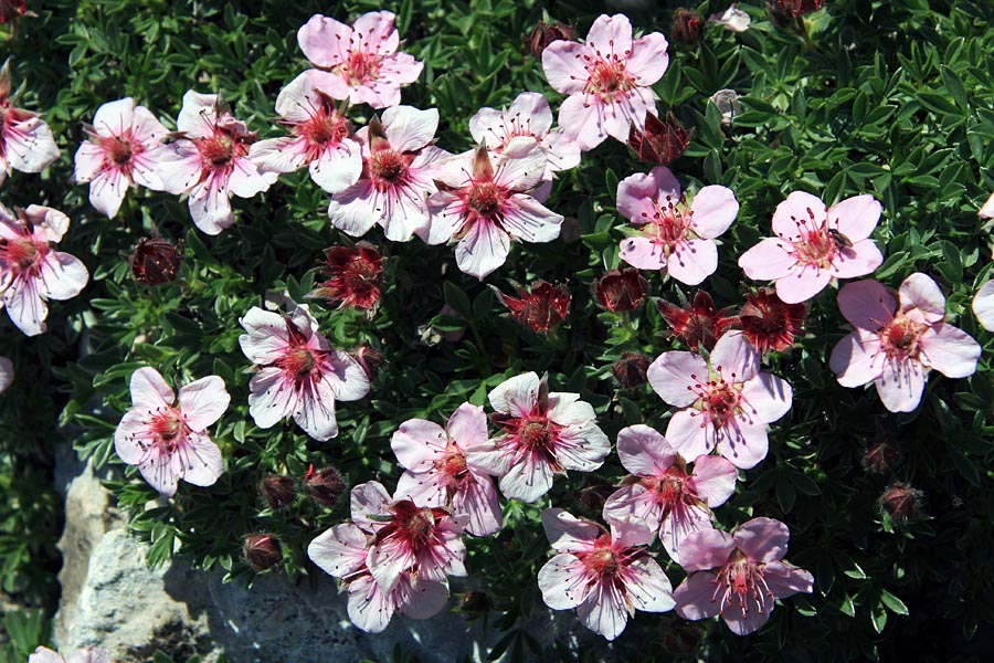 Cvetovi triglavske rože
Triglavska roža na Špiku Hude police.
Ključne besede: triglavska roža potentilla nitida