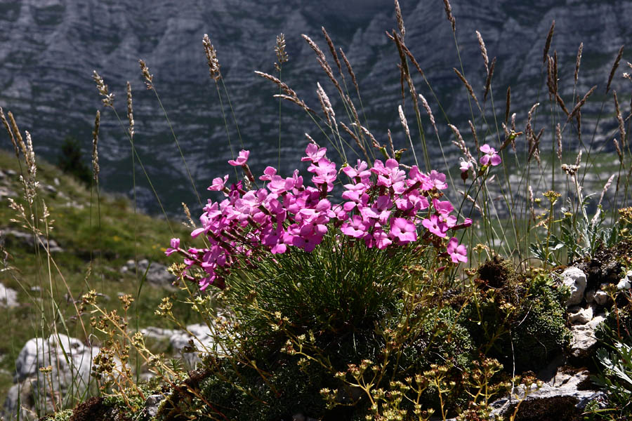 Šopek
Divji klinček na planini Pecol.
Ključne besede: divji klinček dianthus sylvestris