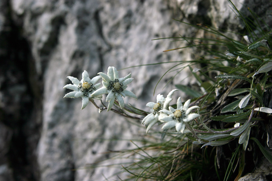Planike
Planike (Leontopodium alpinum) v južnih stenah Altemaverja pri Ratitovcu.
Ključne besede: planike leontopodium alpinum