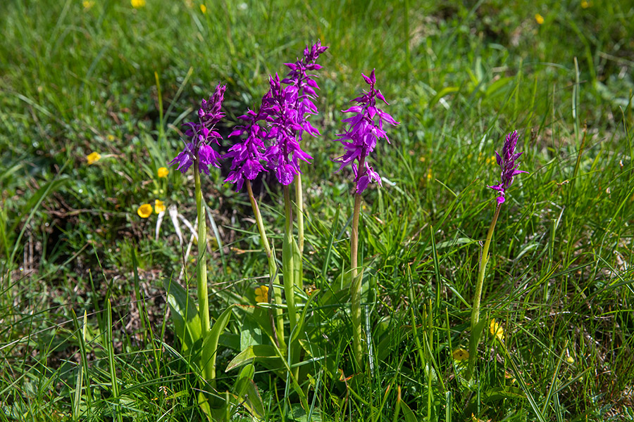 Zvezdasta kukavica
Zvezdasta kukavica nad Soriško planino.
Ključne besede: zvezdasta kukavica orchis signifera