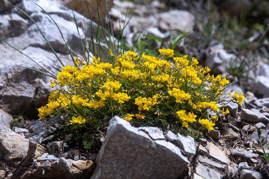 Navadna podkvica
Navadna podkvica nad Soriško planino.
Ključne besede: navadna podkvica hippocrepis comosa