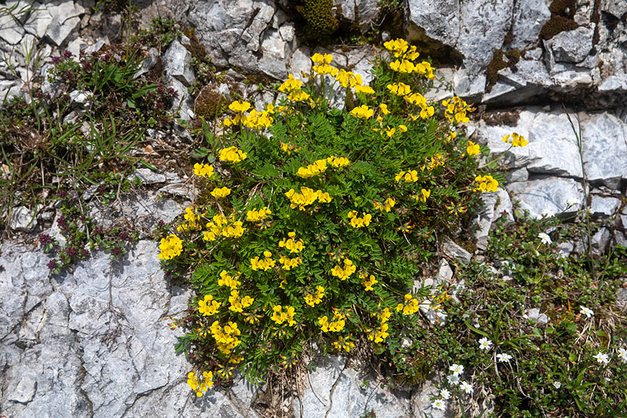 Navadna podkvica
Navadna podkvica nad Soriško planino.
Ključne besede: navadna podkvica hippocrepis comosa