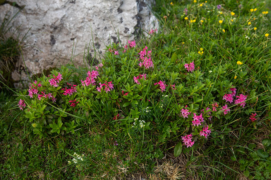 Dlakavi sleč
Dlakavi sleč (Bohinjci mu pravimo tudi burja). Na poti proti Rodici.
Ključne besede: dlakavi sleč burja rhododendron hirsutum