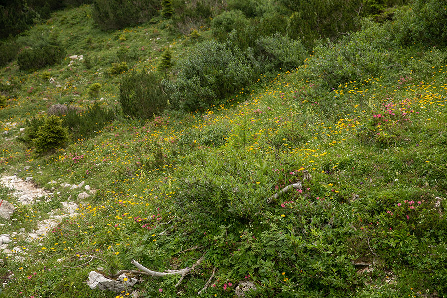 Cvetlični gaj 
Cvetlični gaj na planini Suha.
Ključne besede: planina suha