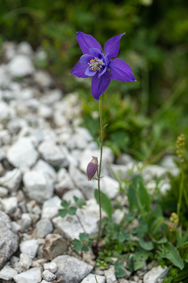 Julijska orlica
Julijska orlica na planini Suha.
Ključne besede: julijska orlica aquilegia julia