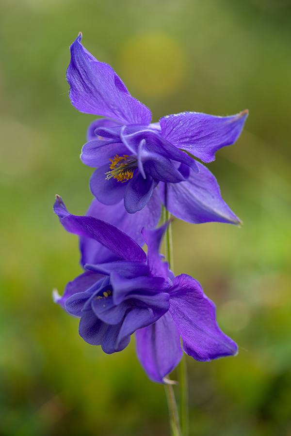 Julijska orlica
Julijska orlica na planini Suha.
Ključne besede: julijska orlica aquilegia julia