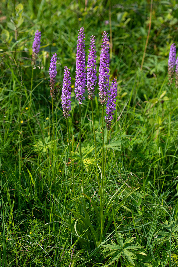 Gostocvetni kukovičnik
Gostocvetni kukovičnik.
Ključne besede: gostocvetni kukovičnik gymnadenia conopsea subsp. densiflora