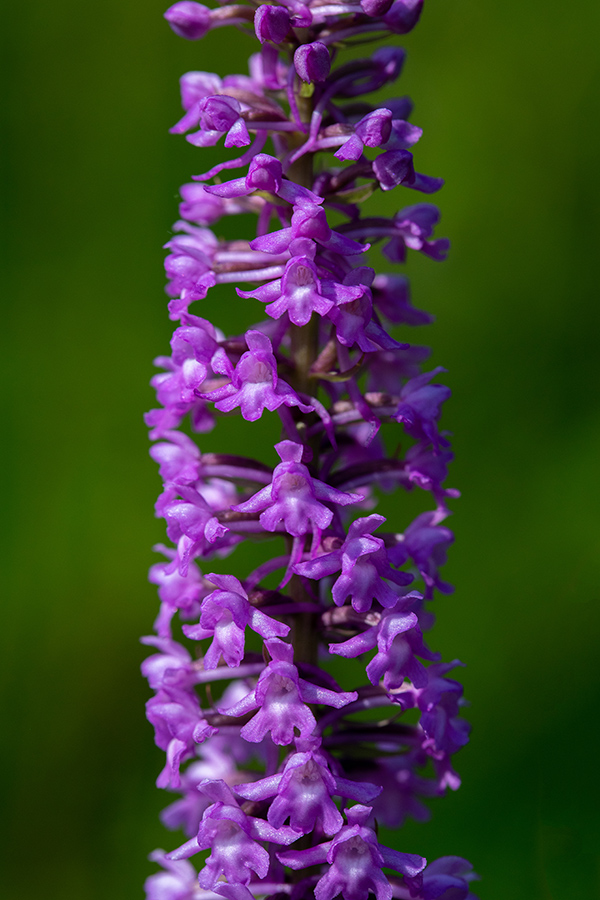 Gostocvetni kukovičnik
Gostocvetni kukovičnik.
Ključne besede: gostocvetni kukovičnik gymnadenia conopsea subsp. densiflora