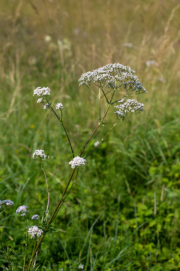 Baldrijan
Zdravilna špajka ali baldrijan.
Ključne besede: zdravilna špajka baldrijan valeriana officinalis