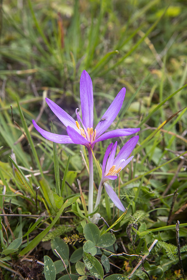 Jesenski podlesek
Jesenski podlesek.
Ključne besede: jesenski podlesek colchicum autumnale