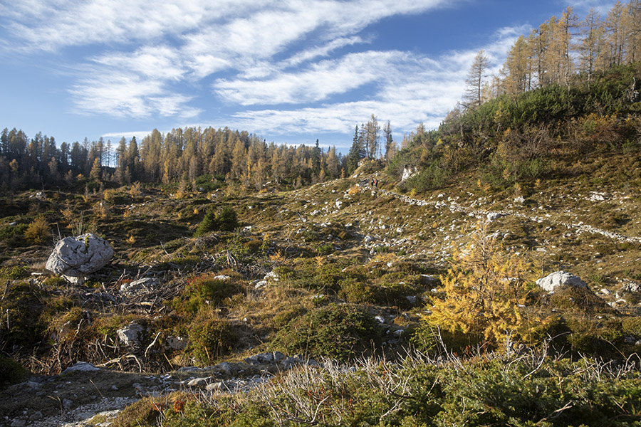 Na Ovčariji
Pot po planini Ovčarija.
Ključne besede: planina ovčarija