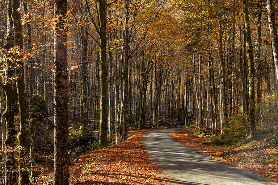 V Ukancu
Cesta v Ukancu.
Ključne besede: ukanc bohinj