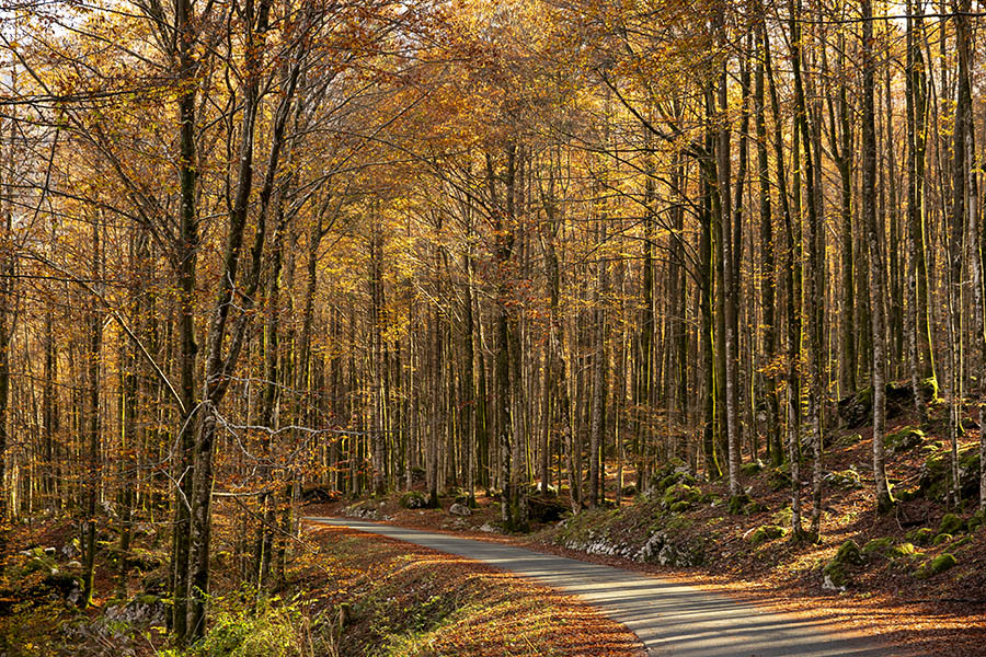 Jesen
Cesta v Ukancu.
Ključne besede: ukanc bohinj