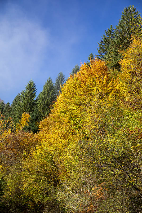 Jesen
Jesen. Ob poti na Uskovnico.
Ključne besede: bohinj