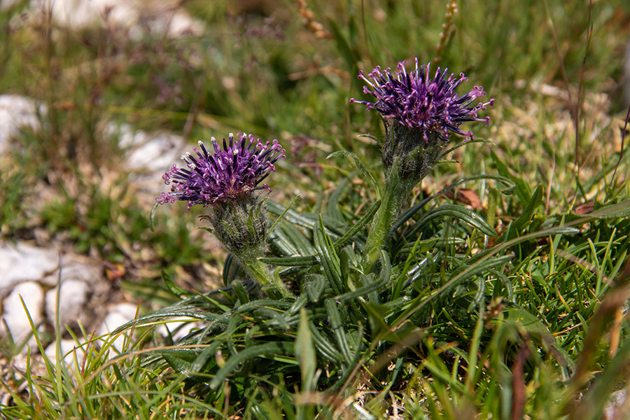 Pritlikava kosmatulja
Pritlikava kosmatulja. Na Slatni.
Ključne besede: pritlikava kosmatulja saussurea pygmaea