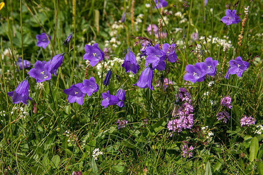 Scheuchzerjeva zvončica
Scheuchzerjeva zvončica. Na Slatni.
Ključne besede: scheuchzerjeva zvončica campanula scheuchzeri