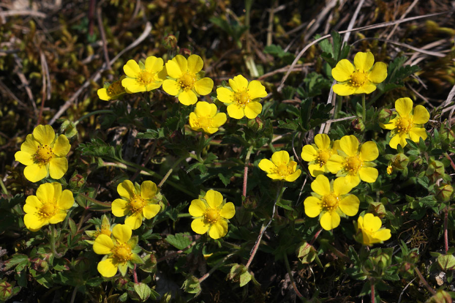 Pritlični petoprstnik
Pritlični petoprstnik pod Studorjem.
Ključne besede: pritlični petoprstnik potentilla pusilla