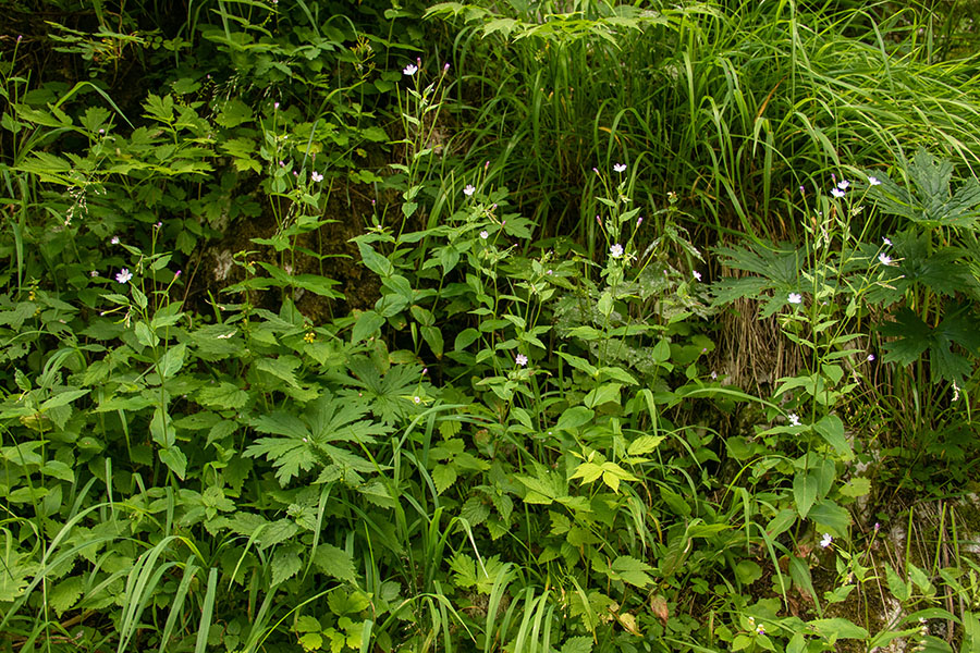 Gorski vrbovec
Gorski vrbovec. Planina Dedno polje.
Ključne besede: gorski vrbovec epilobium montanum