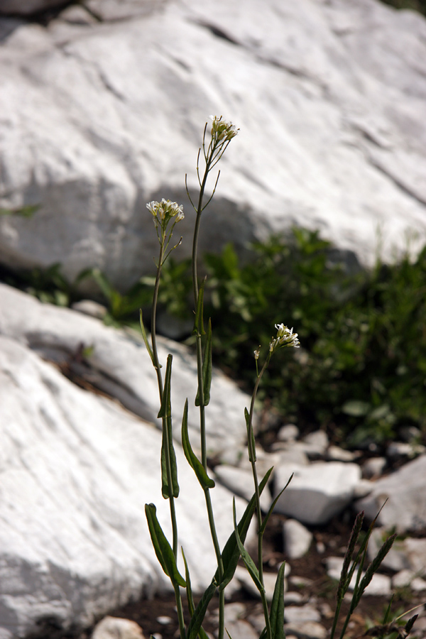 Malocvetni repnjak II.
Redki cvetovi malocvetnega repnjaka med Voglom in Črno prstjo.
Ključne besede: malocvetni repnjak arabis pauciflora