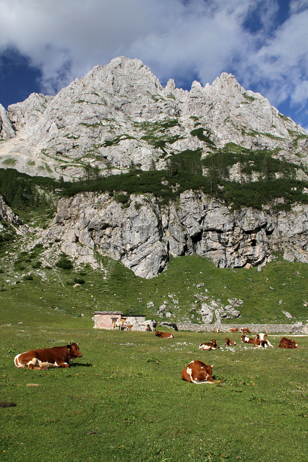 Velo polje
Na Velem polju je živina počivala.
Ključne besede: velo polje planina