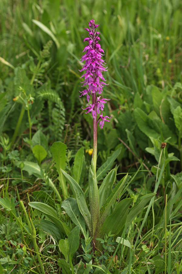 Zvezdasta kukavica
Zvezdasta kukavica v Spodnji Bohinjski dolini.
Ključne besede: zvezdasta kukavica orchis signifera