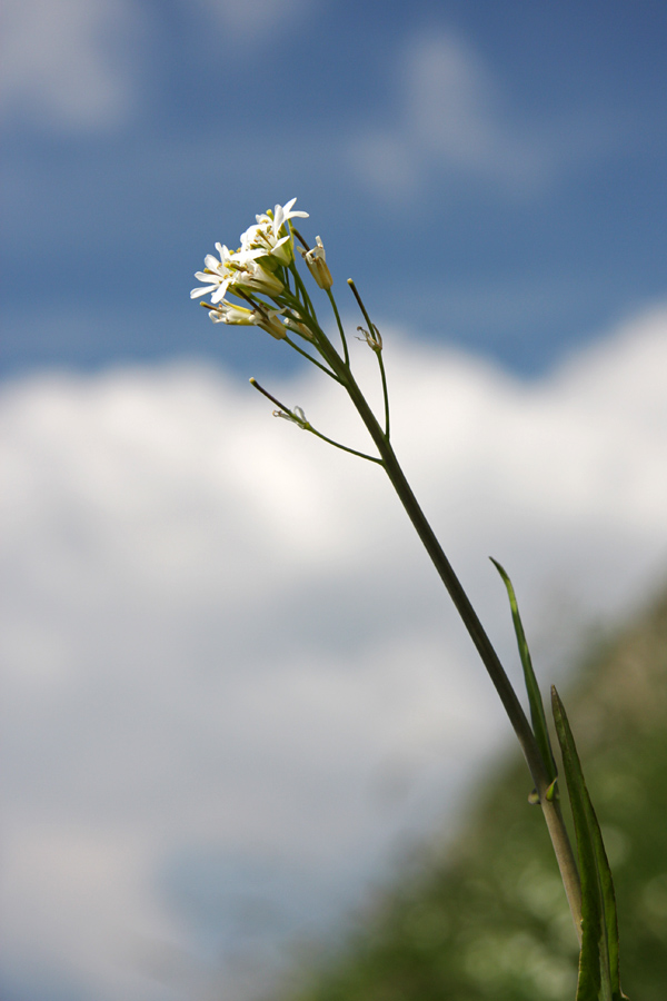 Malocvetni repnjak I.
Malocvetni repnjak med Voglom in Črno prstjo.
Ključne besede: malocvetni repnjak arabis pauciflora