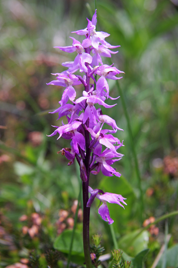 Zvezdnata kukavica
Zvezdnata kukavica krasi travnike med Voglom in Črno prstjo na primorski strani. Seže vse do 1900m.
Ključne besede: zveznata kukavica orchis mascula subsp. speciosa