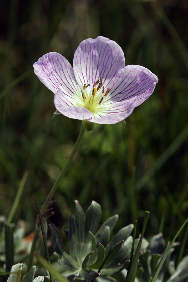 Srebrna krvomočnica  I.
Srebrna krvomočnica letos cveti zgodaj.
Ključne besede: srebrna krvomočnica  geranium argenteum