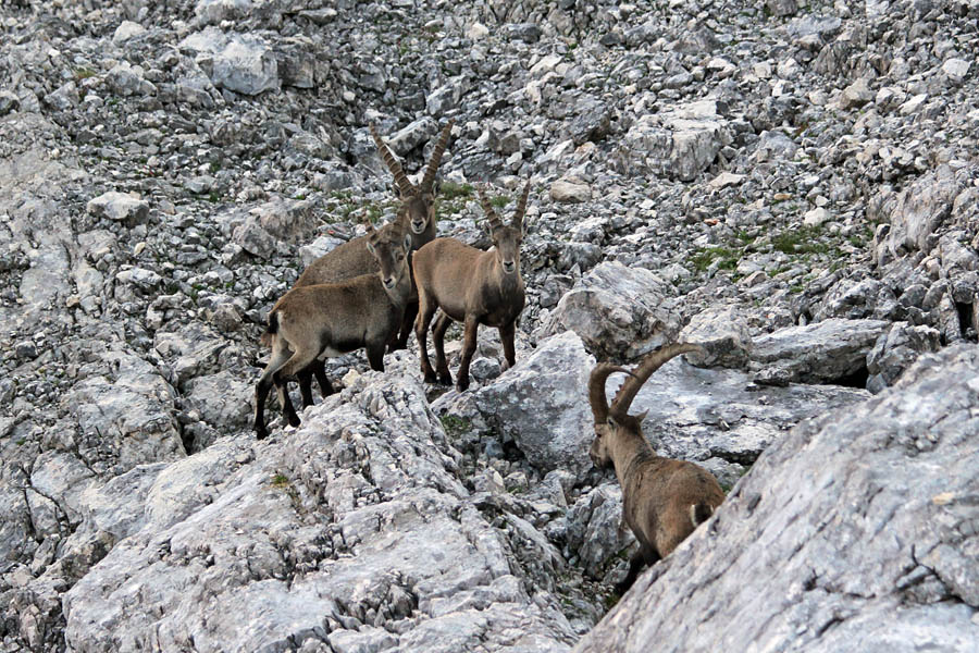 Srečanje I.
Srečanje kozorogov.
Ključne besede: kozorog	capra ibex ibex